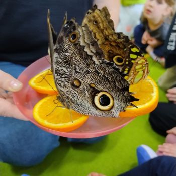 LUBELSKA MOTYLARNIA